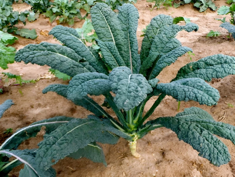 2,000 Heirloom Lacinato Kale Seeds AKA Italian Dinosaur Kale Cruciferous NonGMO Green Plant
