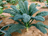 2,000 Heirloom Lacinato Kale Seeds AKA Italian Dinosaur Kale Cruciferous NonGMO Green Plant