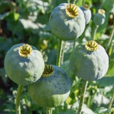 Over 10,000 Untreated Czech Republic Poppy Seeds For Planting Stratified Seeds Flowering Plants