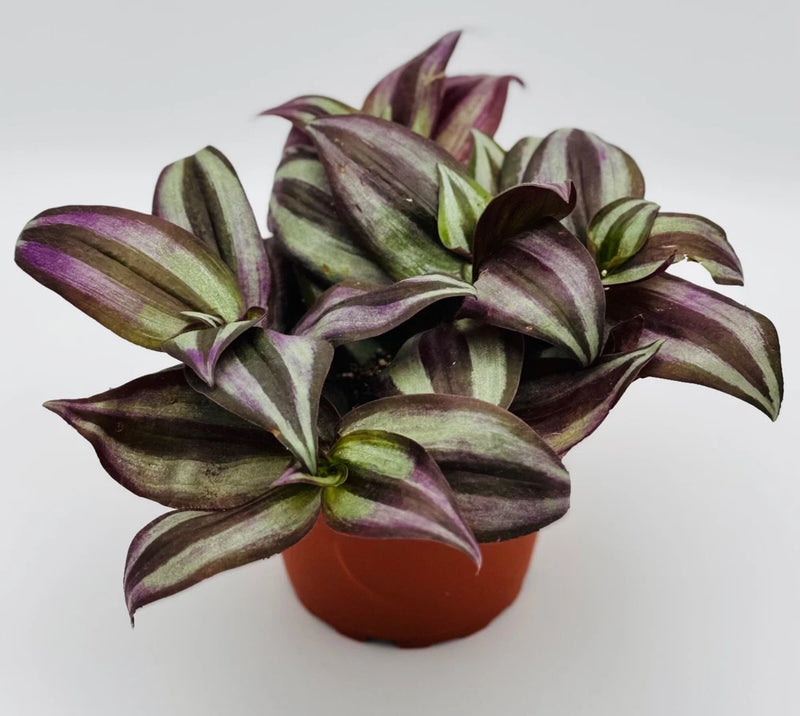 Tradescantia Dark Desire live plant in terracotta 4 in pot, purple-striped leaves