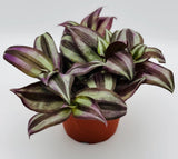 Purple Wandering Jew Plant Tradescantia Dark Desire Live Plant in 4" inch pot Orchids