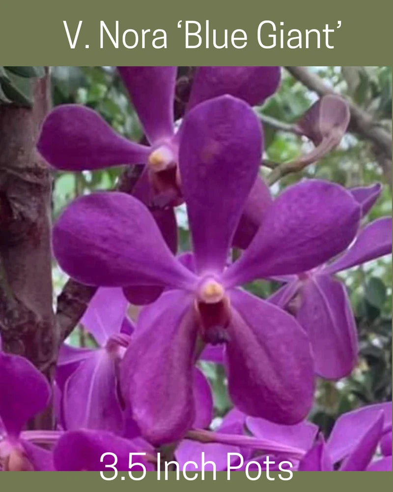 Orchid flower plant in small 3.5-inch pot, purple blooms
