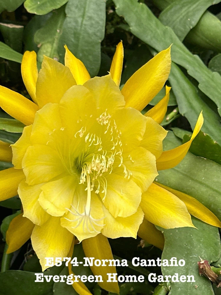 Yellow epiphyllum orchid cactus bloom with green fleshy pads in a starter pot