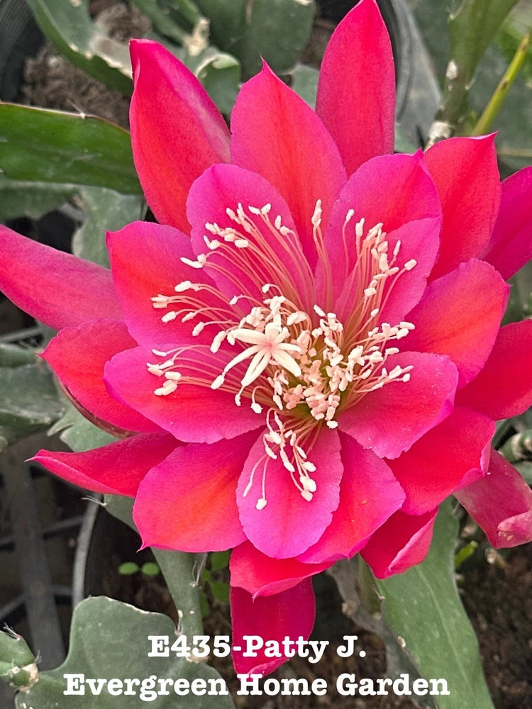 Pink orchid cactus bloom with green fleshy pads, double petaled flower