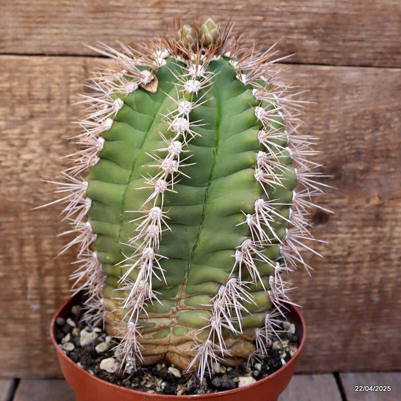 M86 GYMNOCALYCIUM CHACOENSE pot14-H19-W13 cm MaMa Cactus Green Plant