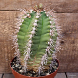M86 GYMNOCALYCIUM CHACOENSE pot14-H19-W13 cm MaMa Cactus Green Plant