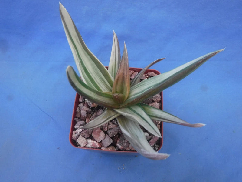 Aloe 'Walmsley's Bronze' Starter Plants 2"-3" Wide VARIEGATED! BRONZE in Sun! Flowering Plants
