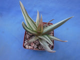 Aloe 'Walmsley's Bronze' Starter Plants 2"-3" Wide VARIEGATED! BRONZE in Sun! Flowering Plants