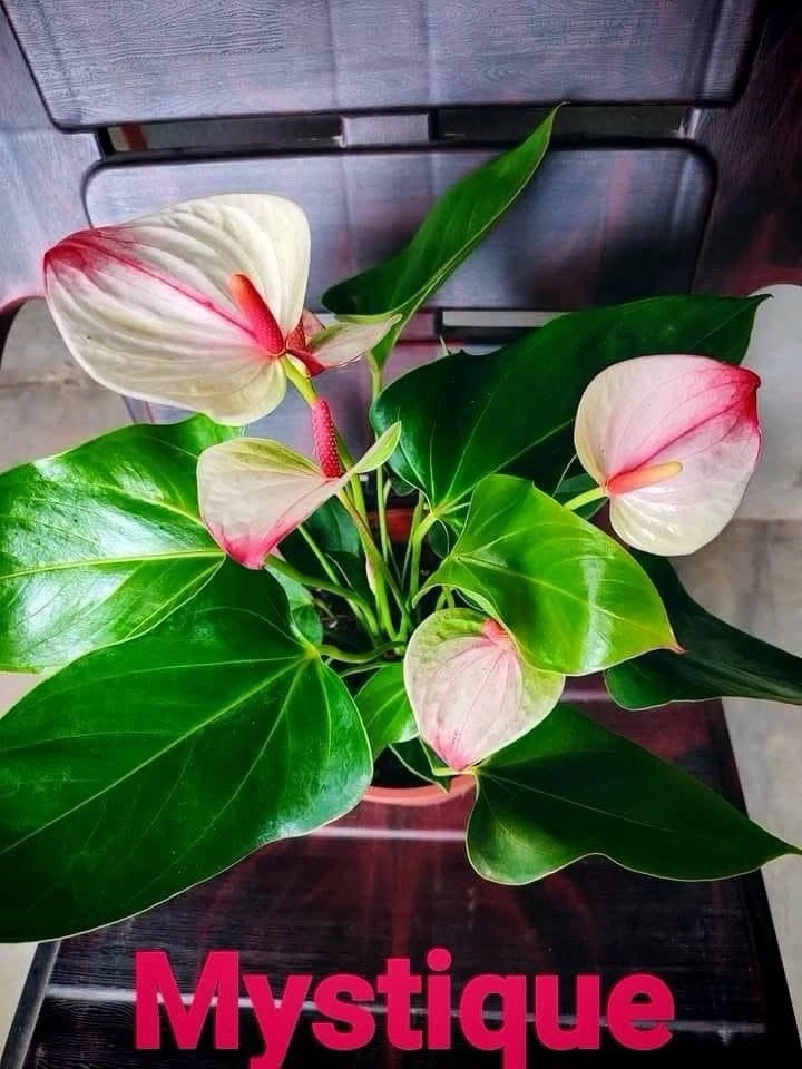 White and pink anthurium live plant with glossy green leaves