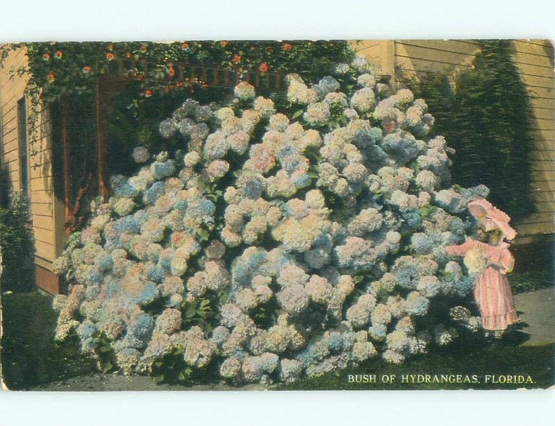 Divided-Back BUSH OF HYDRANGEA FLOWERS BY THE HOUSE Postmarked Miami FL E9708 Hydrangea