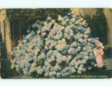 Divided-Back BUSH OF HYDRANGEA FLOWERS BY THE HOUSE Postmarked Miami FL E9708 Hydrangea