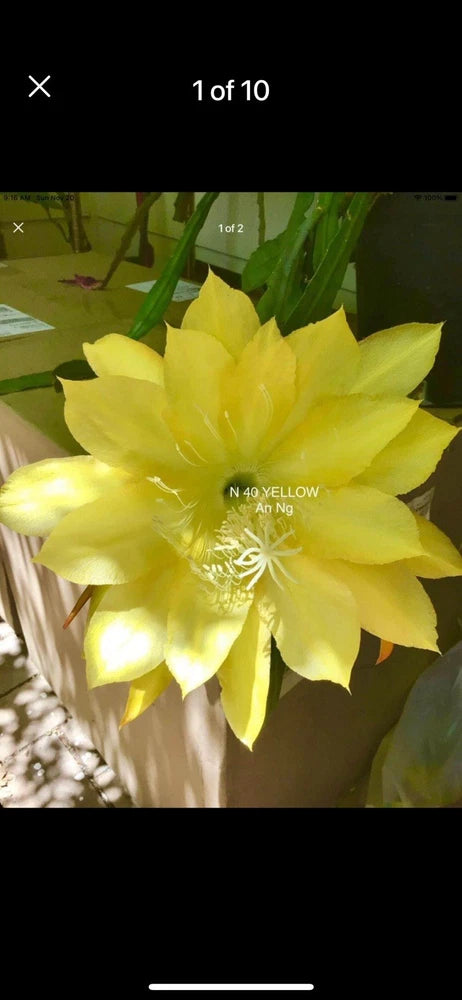 Yellow epiphyllum cutting Orchids