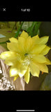 Yellow epiphyllum cutting Orchids