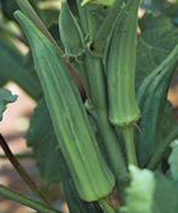 OKRA SEED, EMERALD, HEIRLOOM, NON GMO, 100 SEEDS, GARDEN OKRA SEED Garden Plants