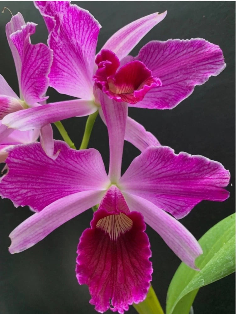 Fragrant purple-pink orchid blooms with ruffled petals and dark magenta center