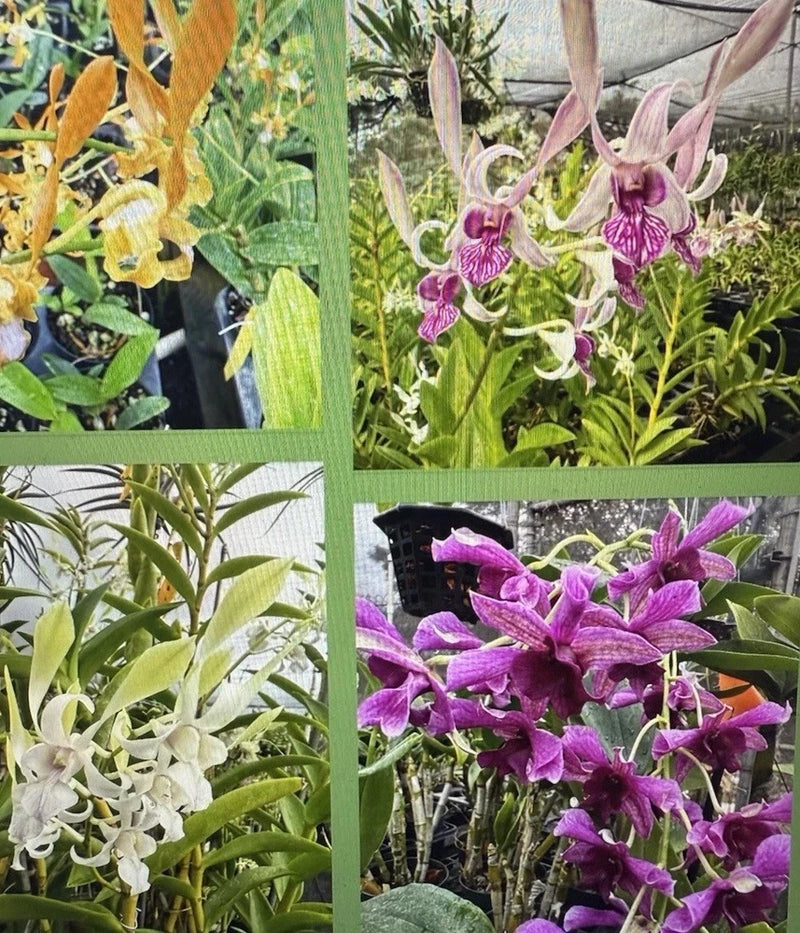 Orchid Plant Surprise Div  stem or bulb no tag bare root one plant my pick Orchids
