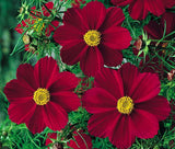 COSMOS RED VERSAILLES Cosmos Bipinnatus - 100 Seeds Garden Plants