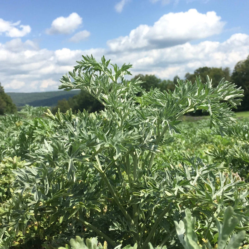Wormwood, Absinthe Seeds (Artemisia absinthium) ~Traditional Herb Garden Garden Plants
