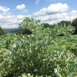 Wormwood, Absinthe Seeds (Artemisia absinthium) ~Traditional Herb Garden Garden Plants