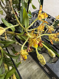 ORCHID PLANTS Anaselia Africana 3stem not perfect 3 in Orchids
