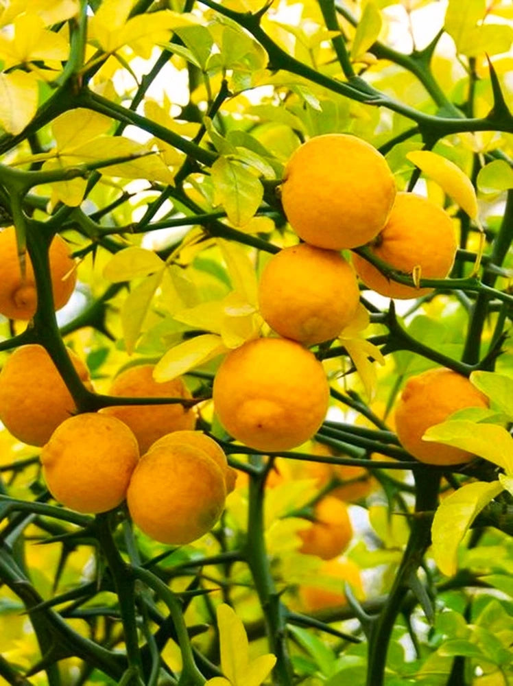 5 (Five) Hardy Orange Live Tree seedlings(3-7" tall bare root) Citrus trifoliata Green Plant