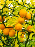 5 (Five) Hardy Orange Live Tree seedlings(3-7" tall bare root) Citrus trifoliata Green Plant