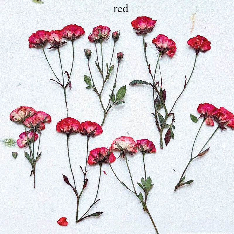 Set of dried red rose flowers with many buds, 12-piece handmade specimen bundle