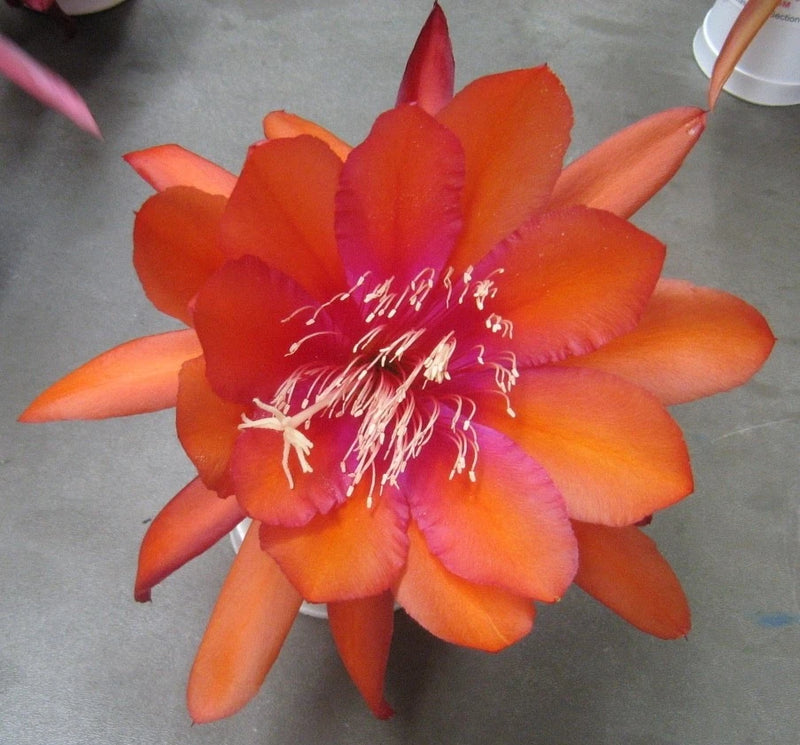 Orange orchid cactus flower with white stamens, full bloom