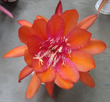 Epiphyllum, Orchid Cactus, " SUPER DUPER ", Don's Quart pots MAR/3 Orchids