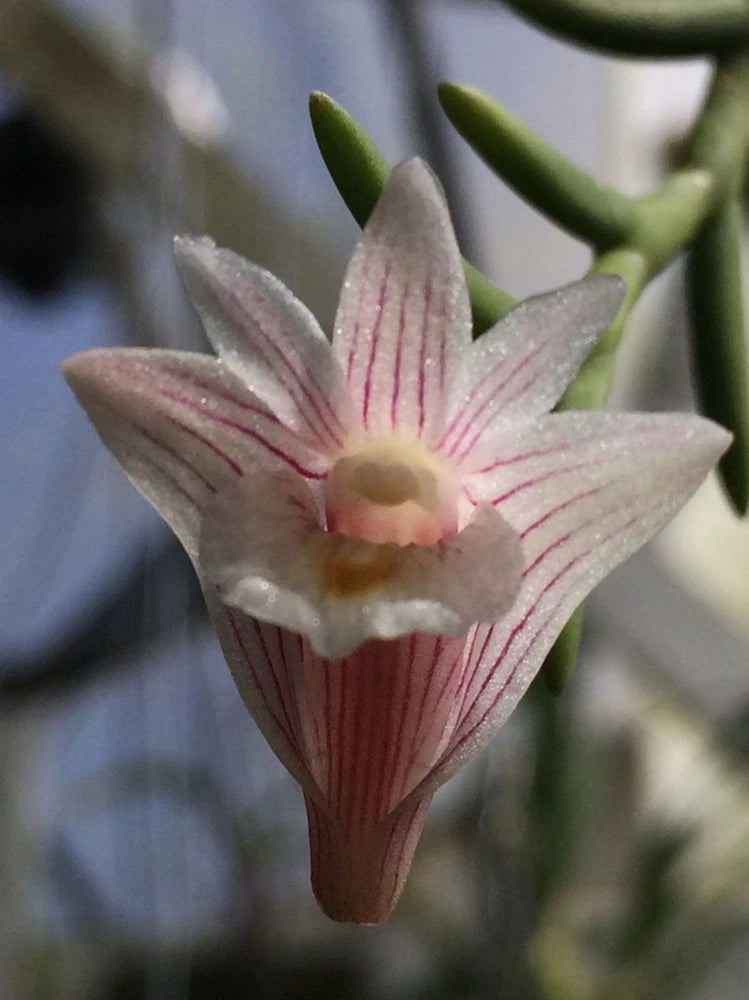 Pink striped orchid flower with curled petals and green stem