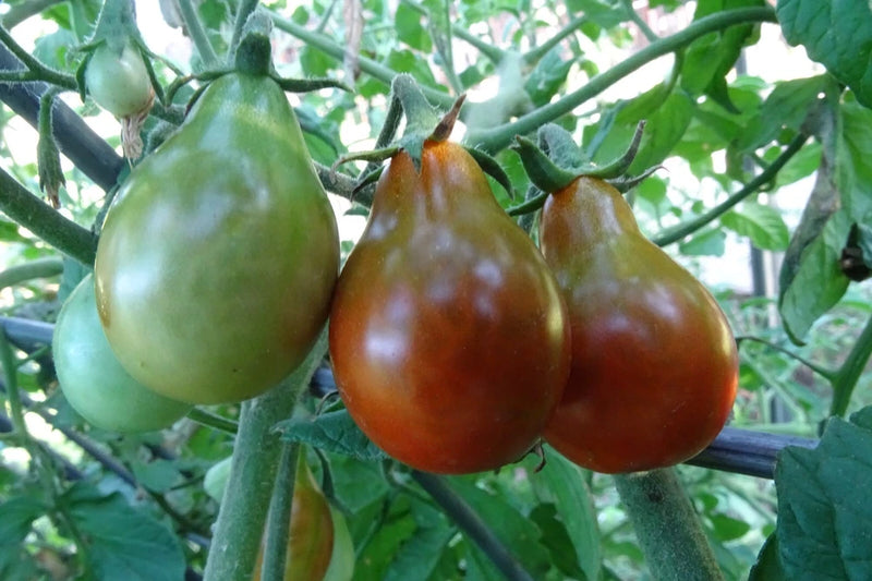 Chocolate Pear - delightful flavor and color in a cherry tomato Garden Plants