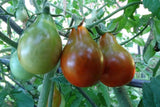 Chocolate Pear - delightful flavor and color in a cherry tomato Garden Plants