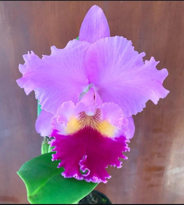 Purple and pink orchid flower with green leaves, in a small pot.