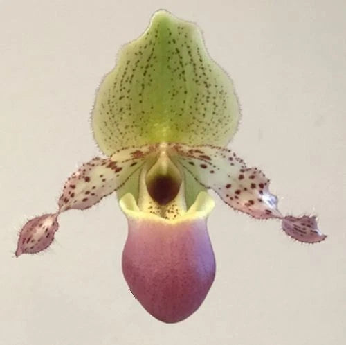 Slipper orchid bud with green top pouch and purple speckled petals