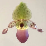 Paphiopedilum moquettianum species orchid plant in bud Orchids