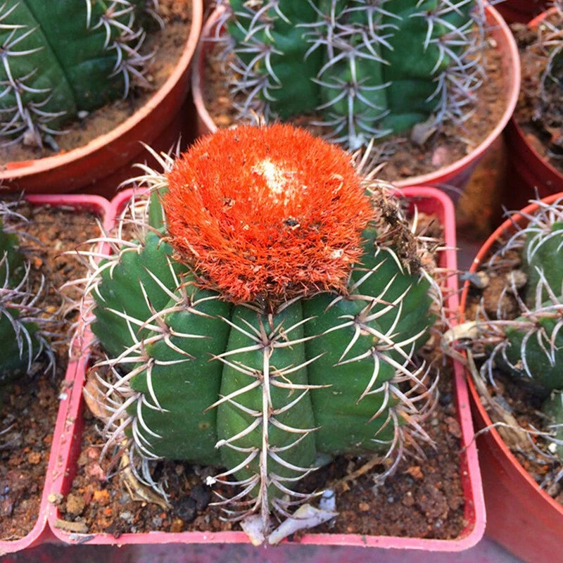 8-9cm Cactus Melocactus matanzanus Garden DŽcor Boutique beautiful plants Garden Plants