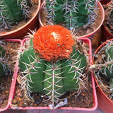 8-9cm Cactus Melocactus matanzanus Garden DŽcor Boutique beautiful plants Garden Plants