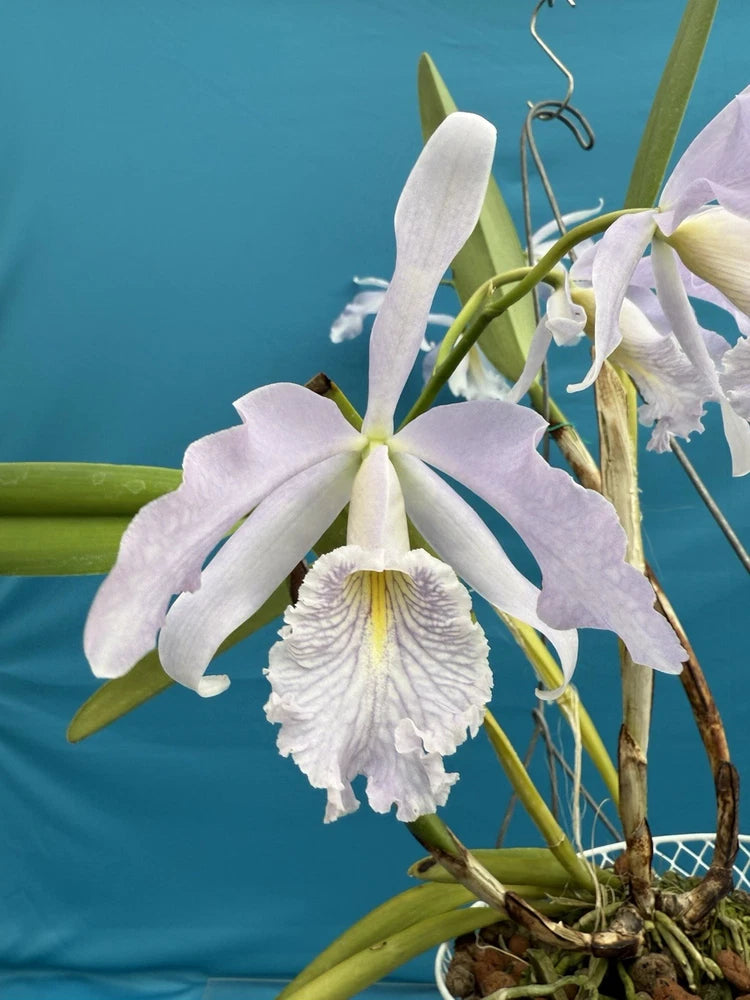 White and pale lavender orchid flower with ruffled white lip and green leaves