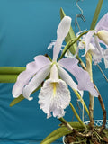 Cattleya Walter Wolff (maxima coer X violacea Coer) Blue White Orchid Eros 4Ó Pt Orchids