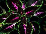 25+ Black Purple Coleus Seeds Ð Easy-to-Grow Garden Foliage Garden Plants