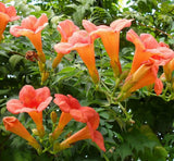 100+ FLOWER VINE SEEDS: Perennial Trumpet Creeper (Campsis radicans) USA SELLER Flowering Plants