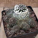 D3562 COPIAPOA BARQUITENSIS pot12-H9-W13 cm MaMa Cactus Green Plant