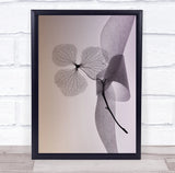 Art Hydrangea Ribbon Poetic Transparent Interior flower Wall Art Print Hydrangea