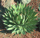 AGAVE FILIFERA rare succulent thread leaf plant exotic garden aloe seed 50 SEEDS Garden Plants