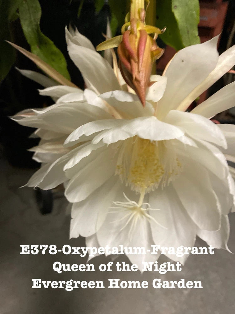 White night-blooming epiphyllum orchid cactus flower in small starter pot