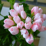 10 Seeds Geranium Pelargonium Zonale Tulip Light Peach Pink Ball Garden Flowers Flowering Plants