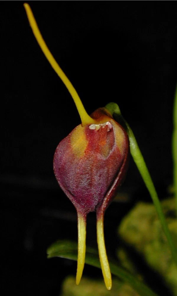Masdevallia amplexa Orchids