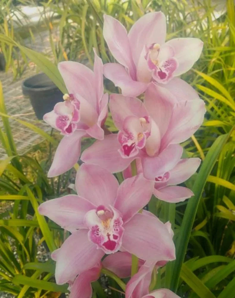 Pink cymbidium orchid with dark-centered lips in a pot
