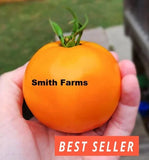 50+ Seeds Jubilee Tomato Easy Vegetable Garden Planting Edible Garden Plants