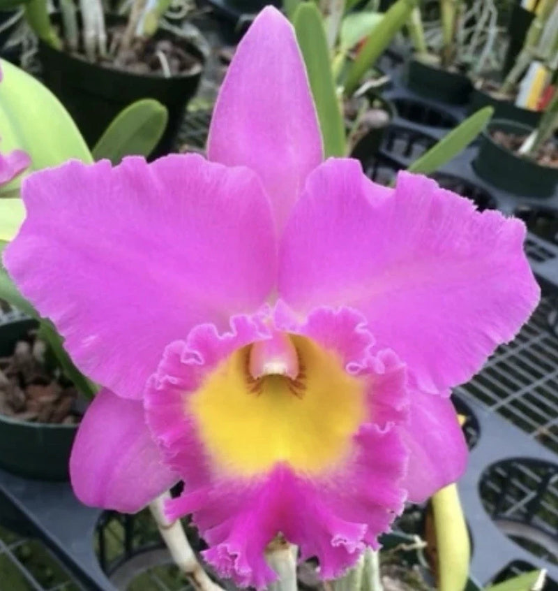 Purple orchid flower with yellow center, ruffled petals